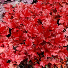 Гейхера гібридна Форевер Ред | Гейхера гибридная Форевер Ред | Heuchera hybrida Forever Red