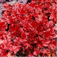 Гейхера гібридна Форевер Ред | Гейхера гибридная Форевер Ред | Heuchera hybrida Forever Red