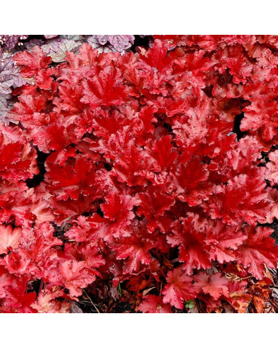 Гейхера гібридна Форевер Ред | Гейхера гибридная Форевер Ред | Heuchera hybrida Forever Red