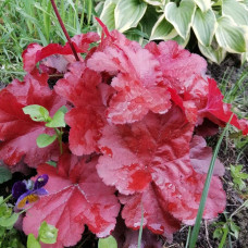 Гейхера гібридна Форевер Ред | Гейхера гибридная Форевер Ред | Heuchera hybrida Forever Red