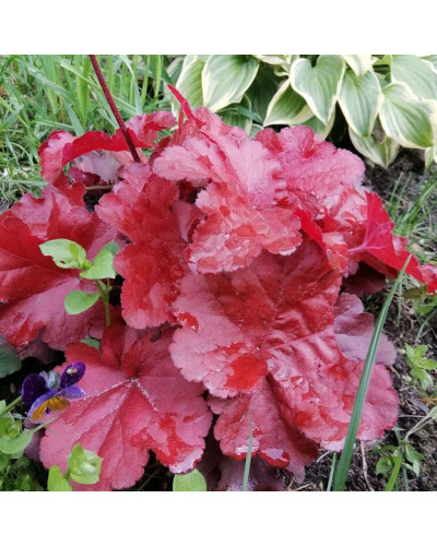 Гейхера гібридна Форевер Ред | Гейхера гибридная Форевер Ред | Heuchera hybrida Forever Red