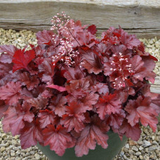 Гейхера гібридна Форевер Ред | Гейхера гибридная Форевер Ред | Heuchera hybrida Forever Red