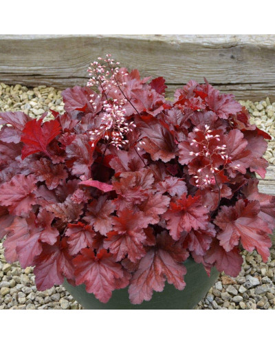 Гейхера гібридна Форевер Ред | Гейхера гибридная Форевер Ред | Heuchera hybrida Forever Red