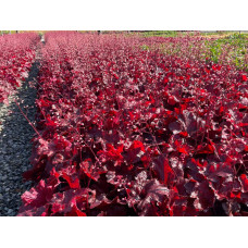 Гейхера гібридна Форевер Ред | Гейхера гибридная Форевер Ред | Heuchera hybrida Forever Red