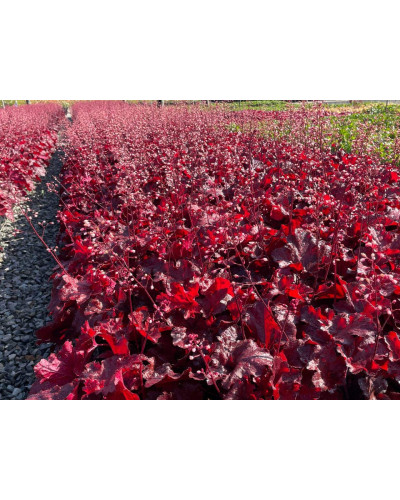 Гейхера гібридна Форевер Ред | Гейхера гибридная Форевер Ред | Heuchera hybrida Forever Red