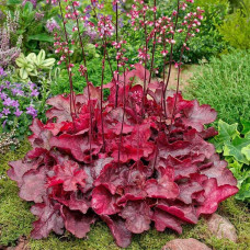 Гейхера гібридна Форевер Ред | Гейхера гибридная Форевер Ред | Heuchera hybrida Forever Red