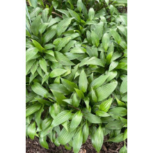 Хоста ланцетолиста | Хоста ланцетолистная | Hosta lancifolia