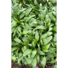 Хоста ланцетолиста | Хоста ланцетолистная | Hosta lancifolia