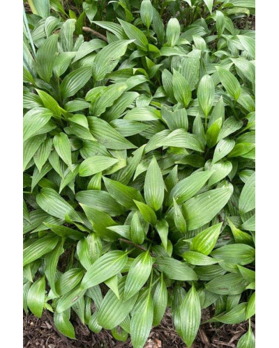 Хоста ланцетолиста | Хоста ланцетолистная | Hosta lancifolia
