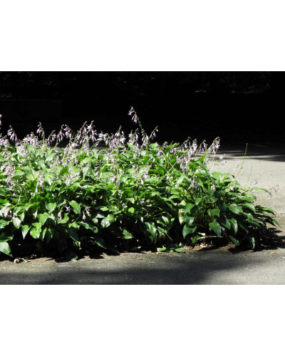 Хоста ланцетолиста | Хоста ланцетолистная | Hosta lancifolia