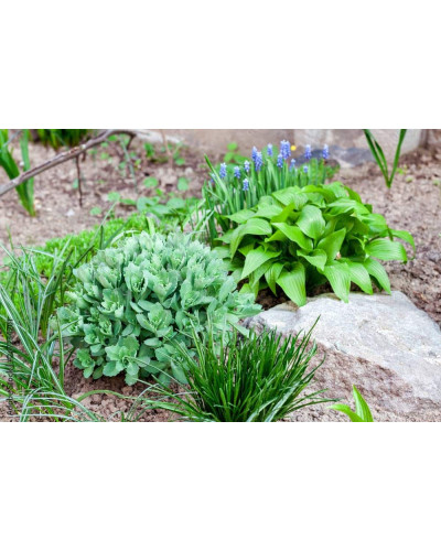 Хоста ланцетолиста | Хоста ланцетолистная | Hosta lancifolia