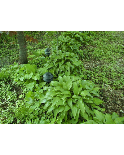 Хоста ланцетолиста | Хоста ланцетолистная | Hosta lancifolia