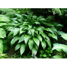 Хоста ланцетолиста | Хоста ланцетолистная | Hosta lancifolia