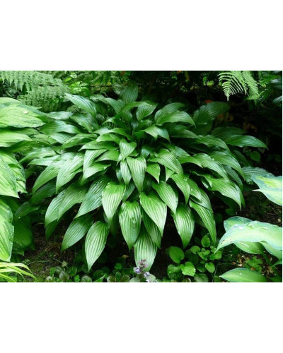 Хоста ланцетолиста | Хоста ланцетолистная | Hosta lancifolia