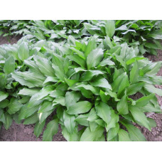 Хоста ланцетолиста | Хоста ланцетолистная | Hosta lancifolia