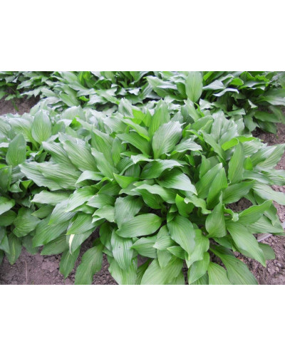 Хоста ланцетолиста | Хоста ланцетолистная | Hosta lancifolia
