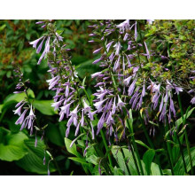 Хоста ланцетолиста | Хоста ланцетолистная | Hosta lancifolia