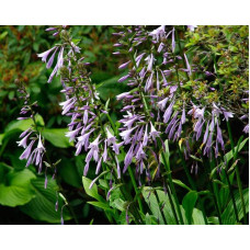 Хоста ланцетолиста | Хоста ланцетолистная | Hosta lancifolia