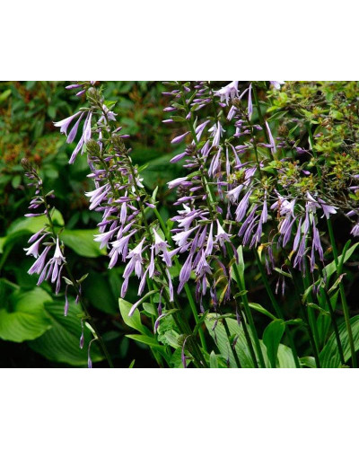 Хоста ланцетолиста | Хоста ланцетолистная | Hosta lancifolia