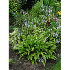 Хоста ланцетолиста | Хоста ланцетолистная | Hosta lancifolia