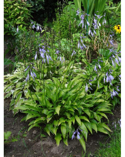 Хоста ланцетолиста | Хоста ланцетолистная | Hosta lancifolia