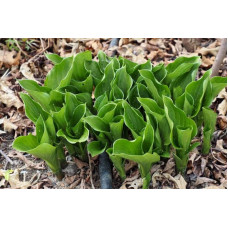 Хоста ланцетолиста | Хоста ланцетолистная | Hosta lancifolia