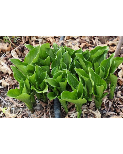 Хоста ланцетолиста | Хоста ланцетолистная | Hosta lancifolia