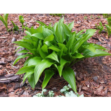 Хоста ланцетолиста | Хоста ланцетолистная | Hosta lancifolia