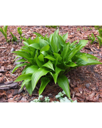 Хоста ланцетолиста | Хоста ланцетолистная | Hosta lancifolia