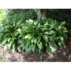 Хоста ланцетолиста | Хоста ланцетолистная | Hosta lancifolia