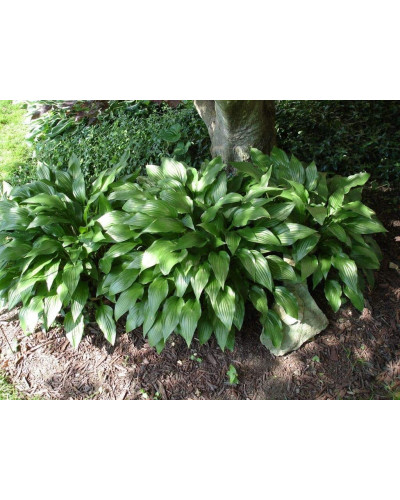 Хоста ланцетолиста | Хоста ланцетолистная | Hosta lancifolia