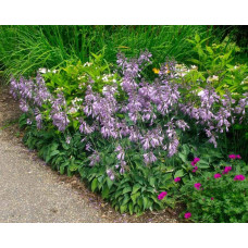 Хоста ланцетолиста | Хоста ланцетолистная | Hosta lancifolia