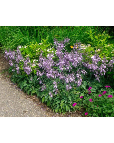 Хоста ланцетолиста | Хоста ланцетолистная | Hosta lancifolia