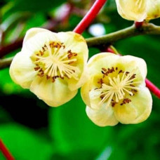 Актинідія аргута Дон Жуан чоловіча (запилювач) | Actinidia arguta Don Juan | Актинидия аргута Дон Жуан мужская (опылитель)