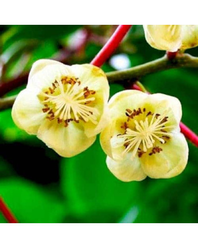 Актинідія аргута Дон Жуан чоловіча (запилювач) | Actinidia arguta Don Juan | Актинидия аргута Дон Жуан мужская (опылитель)