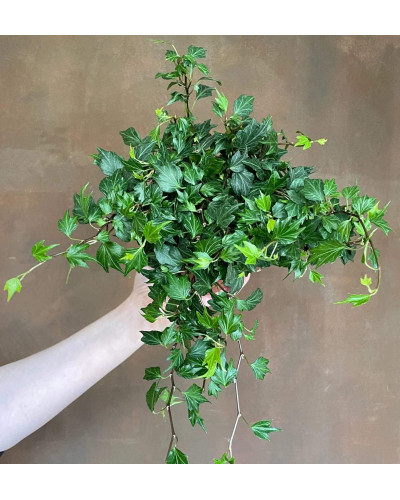 Плющ звичайний ’Сагіттіфолія’|Hedera helix ’Sagittifolia’|Плющ обыкновенный ’Сагиттифолия’