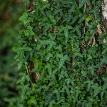 Плющ звичайний ’Сагіттіфолія’|Hedera helix ’Sagittifolia’|Плющ обыкновенный ’Сагиттифолия’