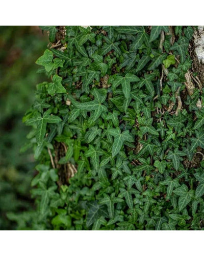 Плющ звичайний ’Сагіттіфолія’|Hedera helix ’Sagittifolia’|Плющ обыкновенный ’Сагиттифолия’