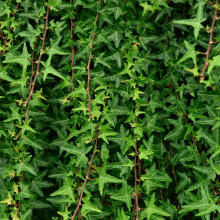 Плющ звичайний ’Сагіттіфолія’|Hedera helix ’Sagittifolia’|Плющ обыкновенный ’Сагиттифолия’