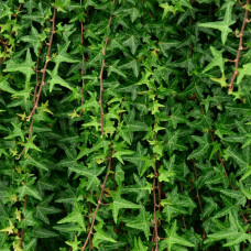 Плющ звичайний ’Сагіттіфолія’|Hedera helix ’Sagittifolia’|Плющ обыкновенный ’Сагиттифолия’