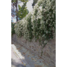 Фаллопія Ауберта (Горець) | Polygonum aubertii | Фаллопия Ауберта (Горец)