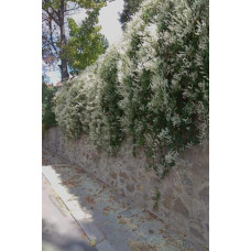 Фаллопія Ауберта (Горець) | Polygonum aubertii | Фаллопия Ауберта (Горец)