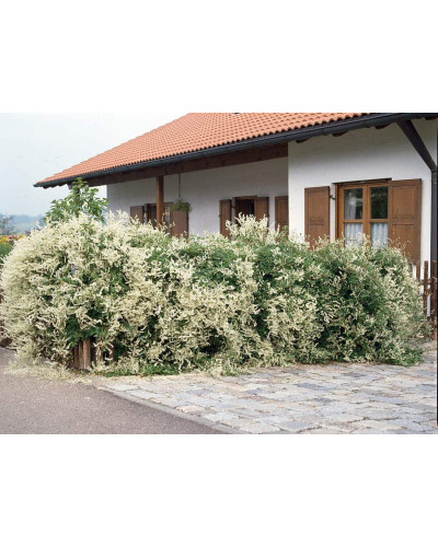 Фаллопія Ауберта (Горець) | Polygonum aubertii | Фаллопия Ауберта (Горец)
