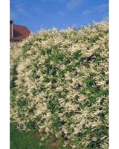 Фаллопія Ауберта (Горець) | Polygonum aubertii | Фаллопия Ауберта (Горец)