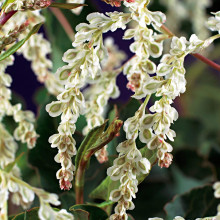 Фаллопія Ауберта (Горець) | Polygonum aubertii | Фаллопия Ауберта (Горец)