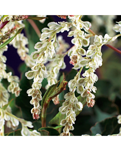 Фаллопія Ауберта (Горець) | Polygonum aubertii | Фаллопия Ауберта (Горец)
