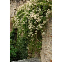 Фаллопія Ауберта (Горець) | Polygonum aubertii | Фаллопия Ауберта (Горец)