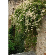 Фаллопія Ауберта (Горець) | Polygonum aubertii | Фаллопия Ауберта (Горец)