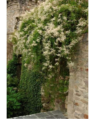 Фаллопія Ауберта (Горець) | Polygonum aubertii | Фаллопия Ауберта (Горец)