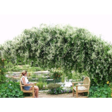Фаллопія Ауберта (Горець) | Polygonum aubertii | Фаллопия Ауберта (Горец)